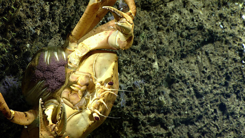 This golden crab, seen under a rock overhang during the dive at Jarvis Island, is carrying a large egg mass under her abdomen.