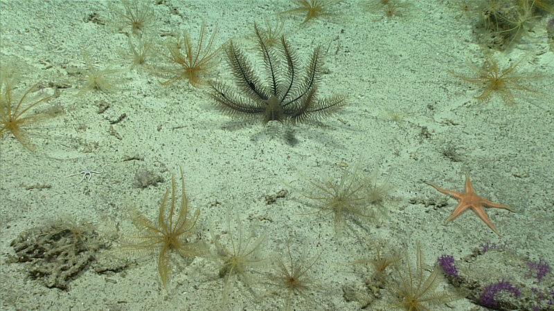 Crinoids were very common throughout Dive 05, and they were often found in high densities, as is shown here.