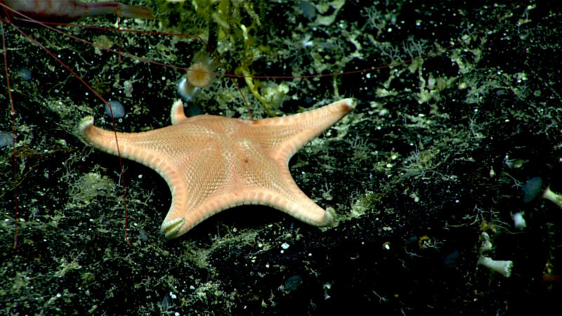 A goniasterid sea star, possibly Mediaster sp., at 875 meters (2,870 feet) on Whaley Seamount.