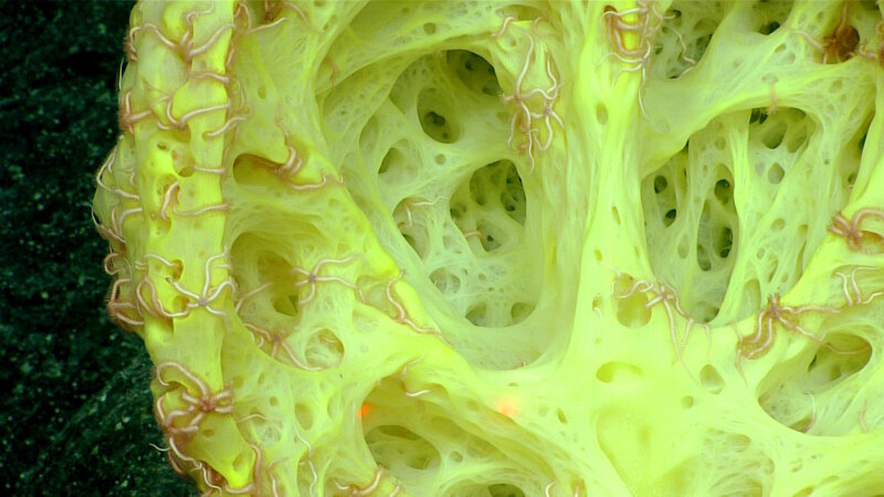 On Kahalewai Seamount, hundreds of brittle stars occupy a yellow glass sponge.