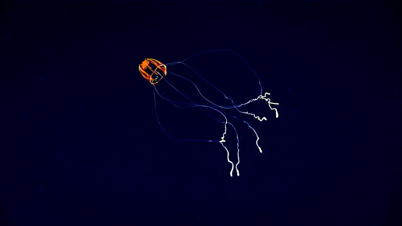 It seems that this jellyfish can really pack a punch – the thick bright ends of its tentacles are where the nematocysts (stinging cells) are especially dense.