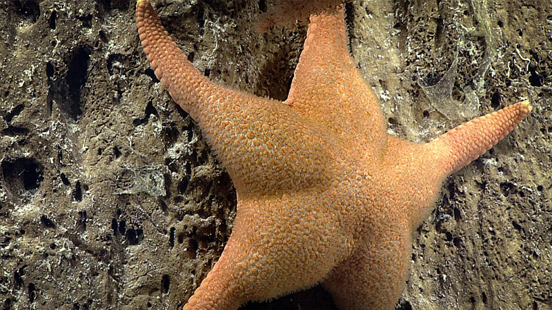 A rare observation of the sea star Gilbertaster anacanthus.