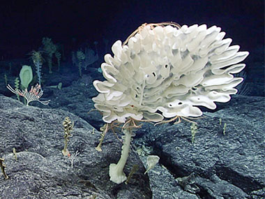 Farreid glass sponges are visible in the foreground of this fairly high-density sponge community found at about 2,360 meters (7,740 feet) depth. Corals were also present, but in lower abundance. Iridogorgia and bamboo coral are in the background. 