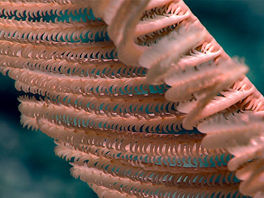 Black corals, like this Bathypathes, were not seen in the sedimented area where the dive began, but became more common as Deep Discoverer explored the more rocky ridge and crest.