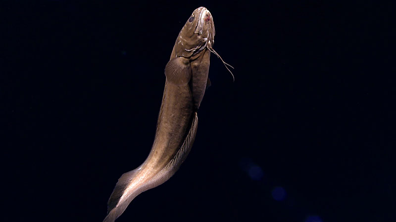 This cusk eel hung out above the seafloor at about 1,840 meters (6,035 feet) of depth in the glow of Deep Discoverer’s lights.