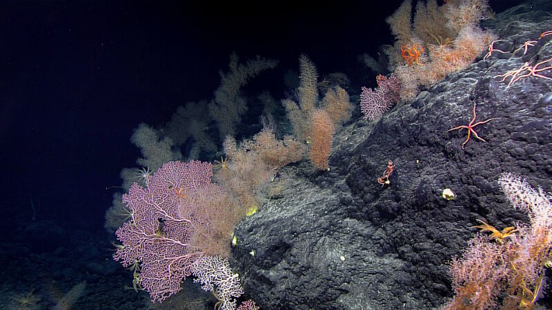 While exploring Sibelius Seamount, the team observed this garden of coral at a depth of 2,465 meters.