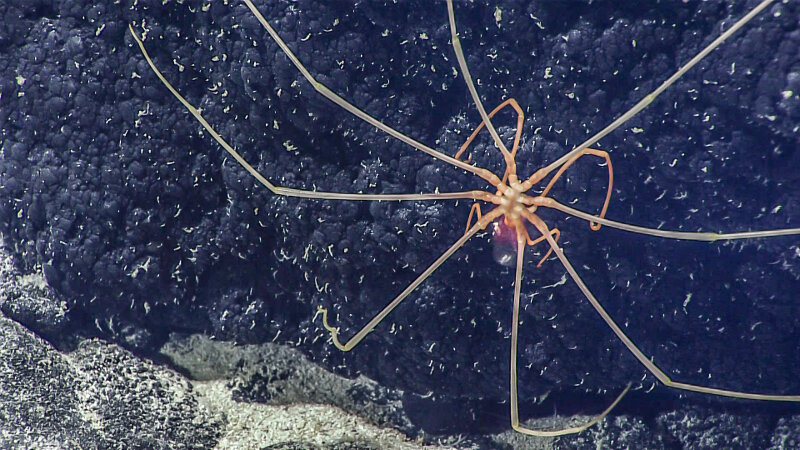 A sea spider measuring nearly 30 centimeters  (one foot) in diameter feeds on an anemone on Gounod Seamount.