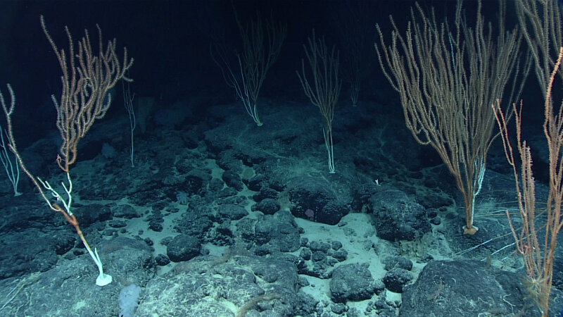 The coral community at Shostakovich Seamount was different than the ones observed on other dives. Bamboo corals were the most abundant large coral species present, all of the colonies observed were roughly the same size. Our science team thinks that this could indicate that the colonies are all the same age and potentially from the same spawning event.