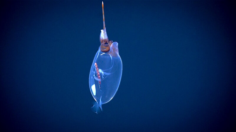 Cranchiid squid observed during the Okeanos Explorer’s first-ever full day of midwater exploration.