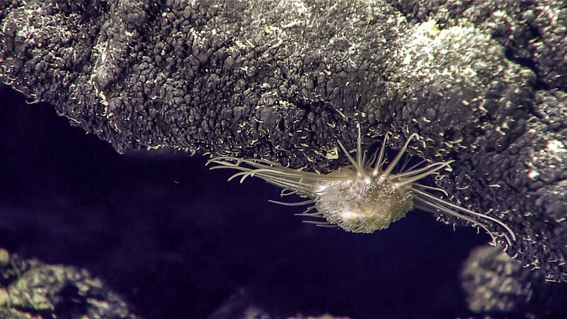 An unknown urchin perched on the underside of a large boulder of volcanic origin at Liszt Seamount.