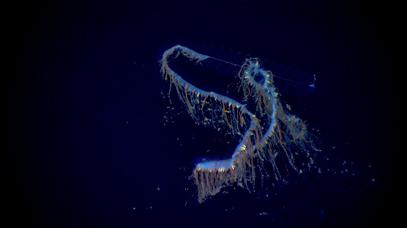 A siphonophore observed in the water column during the second full day of midwater exploration on September 22, 2017.