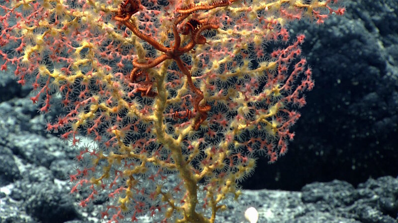 A zooanthid overgrows a pink bubblegum coral with a brittlestar associate.