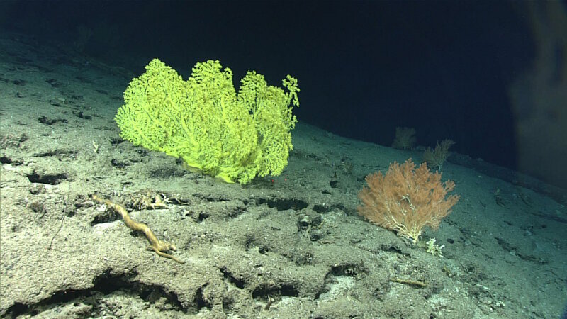 These two colonies could be equated to a before and after shot of colonization by gold coral (left), Kulamanamana haumeaae, and likely host colony species, bamboo coral (right), Acanella sp.