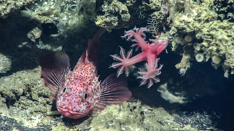 A scorpion fish, seen next to a mushroom coral, was observed at 460 meters (1,509 feet) depth. Due to its extremely large pectoral fins, the fish was identified as Setarches guentheri, a fish that swims up into the water column at night to feed, unlike most scorpion fish which are ambush predators.