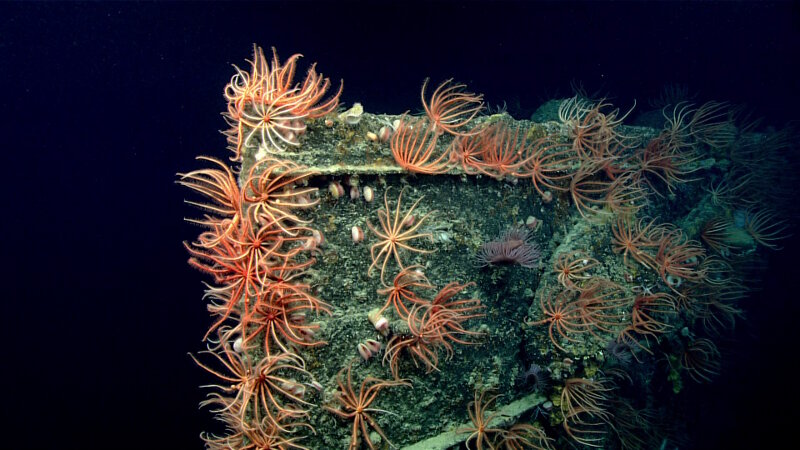 The knife-edge bow stem of the USS Baltimore was covered in brisingids and other deepwater fauna.