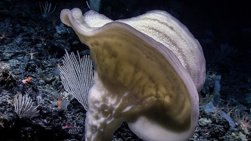 The team observed this unidentified glass sponge while exploring Beethoven Ridge.