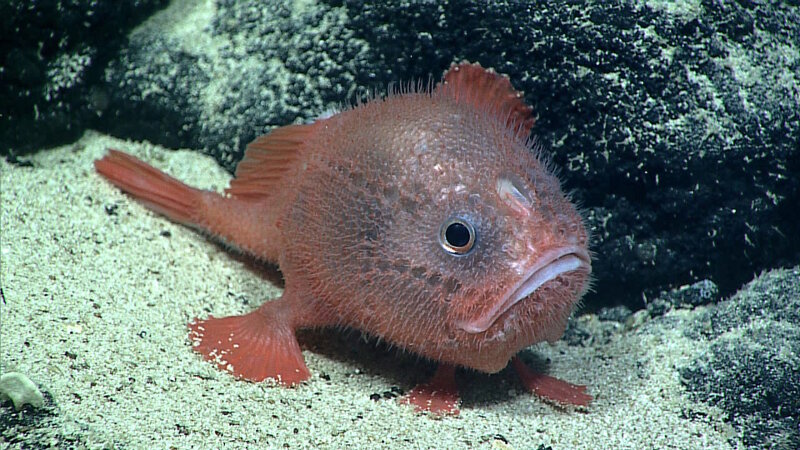 A Chaunacops coloratus photographed during an ROV Deep Discoverer dive at about 2,239 meters (7,346 feet) on a flat-topped seamount (guyot) west of Wake Atoll on August 6, 2016.