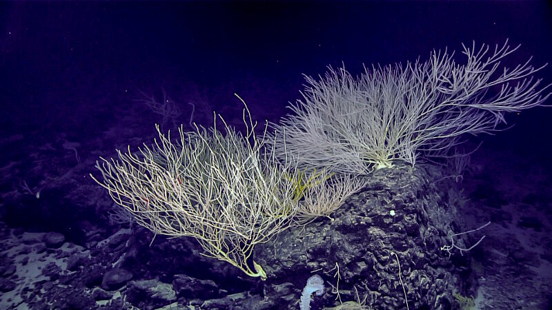 Beautiful “bamboo forest” of Isididae coral on an outcrop at “Tropic of Cancer” Seamount.