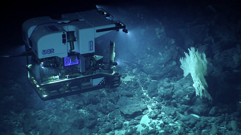 View of ROV Deep Discover investigating a large primnoid coral colony.