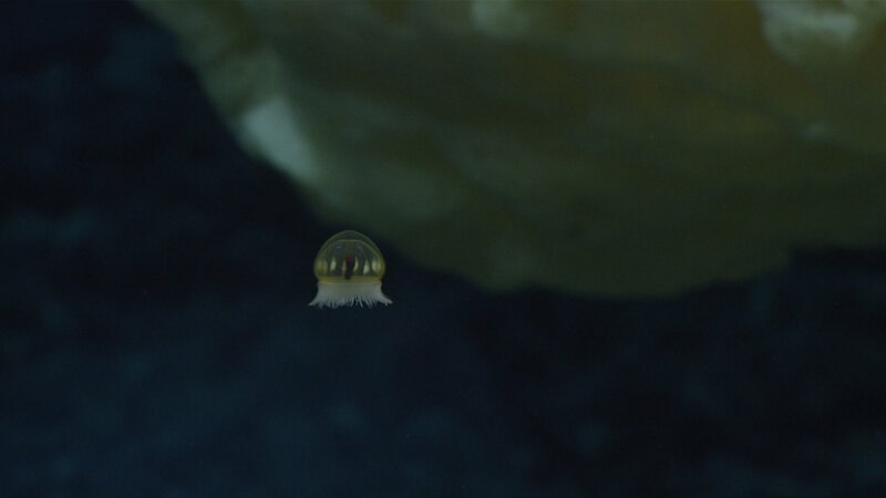 We have had several “bonus” observations of water column fauna, like this jellyfish at Sibelius Seamount.