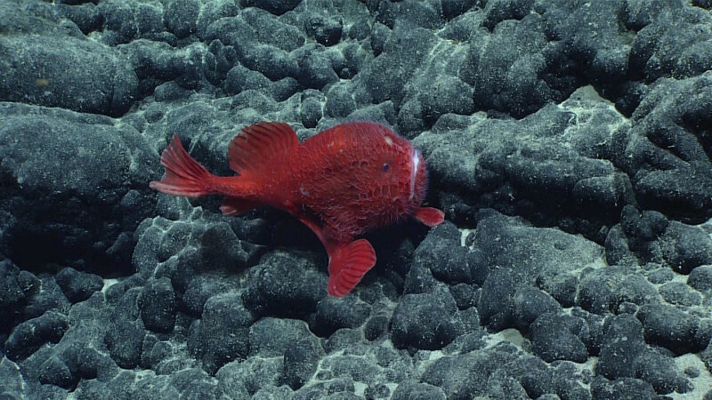 Figure 2. A relatively rare deep sea anglerfish was spotted on the rocky bottom during dive 02 of the expedition. It appears to be a Chaunacops coloratus, a species only recently documented alive within the past 20 years by other scientists.