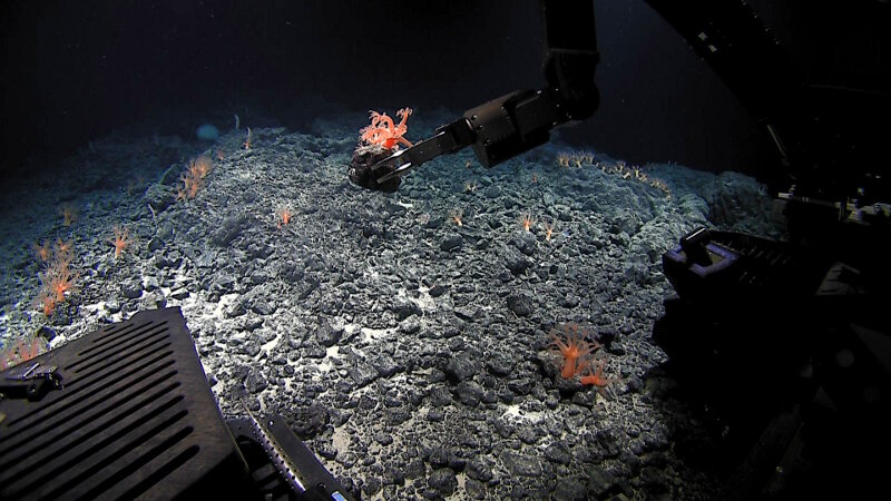ROV Deep Discoverer collects a sample of Anthomastus, by far the most dominant fauna observed on Beethoven Ridge. This image shows an example of the abundance of the coral in the area surveyed.