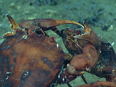 Two deep-sea male red crabs, Chaceon quinquedens, go claw-to-claw in an apparent duel for the affections of a nearby female. At least, that’s how we interpreted their behavior.