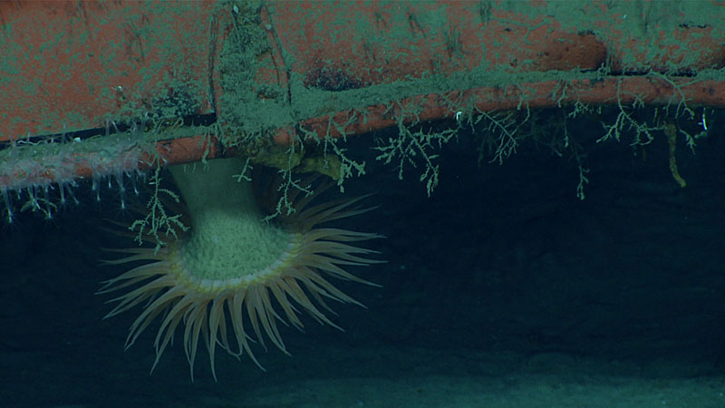 A hormathiid anemone and hydroids on the underside of the shipping container.