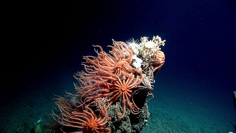 The top of a craggy pinnacle about two meters tall supports a dense community of orange, suspension-feeding, brisingid sea stars and, at the very top, a gorgonocephalid basket star.