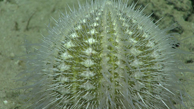 Beautiful Gracilechinus gracilis urchins are typically found on hard substrates in the Gulf of Mexico and northwestern Atlantic Ocean. Here you can see the tube feet are extended!
