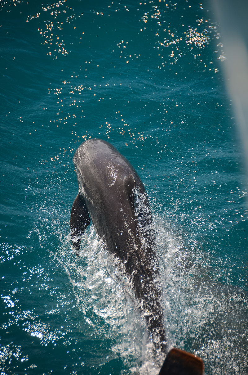 A dolphin rides the bow as the ship leaves port.