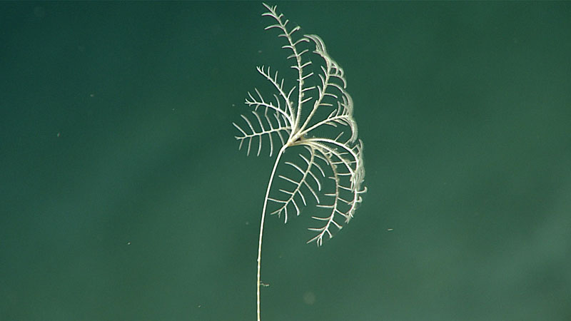 This sea lily may be the poorly known Monachocrinus caribbeus, the only member of its family, Bathycrinidae, previously recorded from the Gulf of Mexico. We found large numbers of these crinoids in some areas attached to hard elevated substrates. It displays the parabolic filtration fan posture characteristic of most stalked crinoids, with arms curved back into the current and mouth oriented downcurrent (to right in this image).