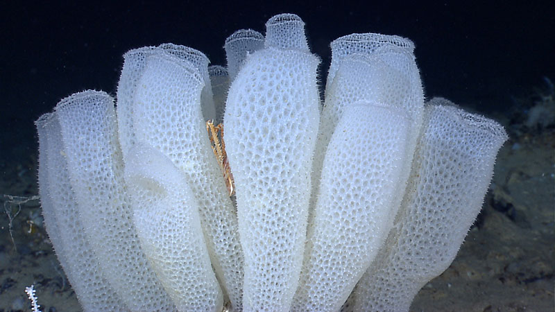 Euplectella aspergillum glass sponge in the northwestern Gulf of Mexico.