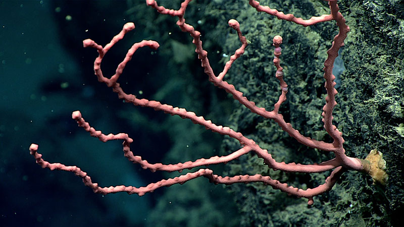 A bubblegum coral grows from the vertical face of a rock at 2,614 meters (~8,575 feet) depth in the De Soto Canyon region. At the base of the colony (on the right) the disc-shaped holdfast, which firmly attaches the colony to the seafloor, can be seen. It is not unusual for us to find holdfasts on the seafloor long after the rest of the colony has died.
