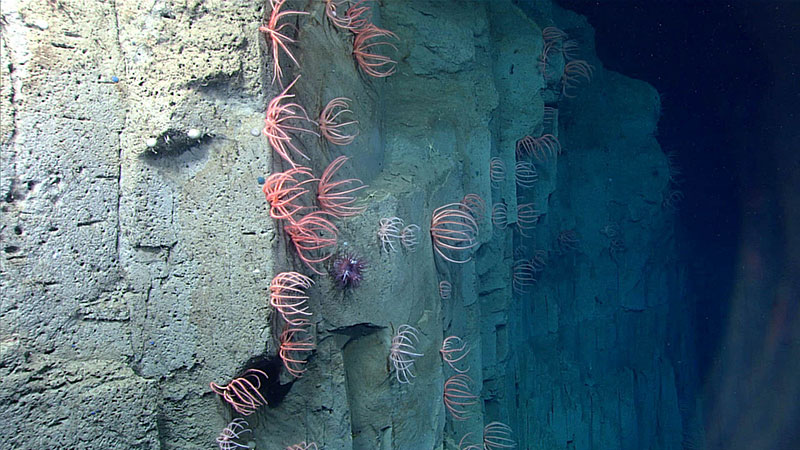 Brisingid sea stars imaged along the Currituck Landslide feature during the final dive, Dive 17, of the Windows to the Deep 2018 expedition.