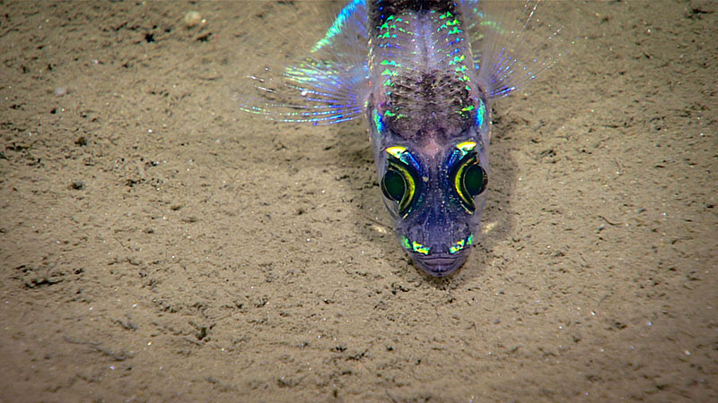 A greeneye fish seen on the seafloor during Dive 16 of the Windows to the Deep 2018 expedition.