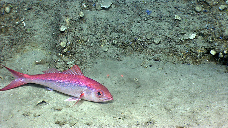 The Océano Profundo 2018 expedition will explore various deepwater areas that are of interest to resource management of the region, such as poorly known deepwater snapper (shown in image) and grouper habitat.