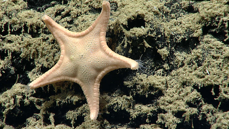 The Goniasteridae are the most diverse sea stars known within the Asteroidea with some 260 species in 56 genera with many more still being discovered.