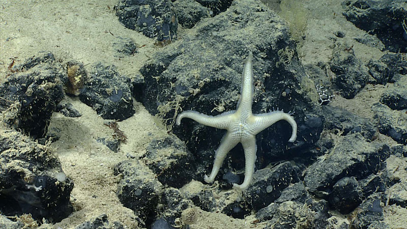 <em>Pythonaster atlantidis</em> seen during Dive 5 of the Oceano Profoundo 2018 expedition.