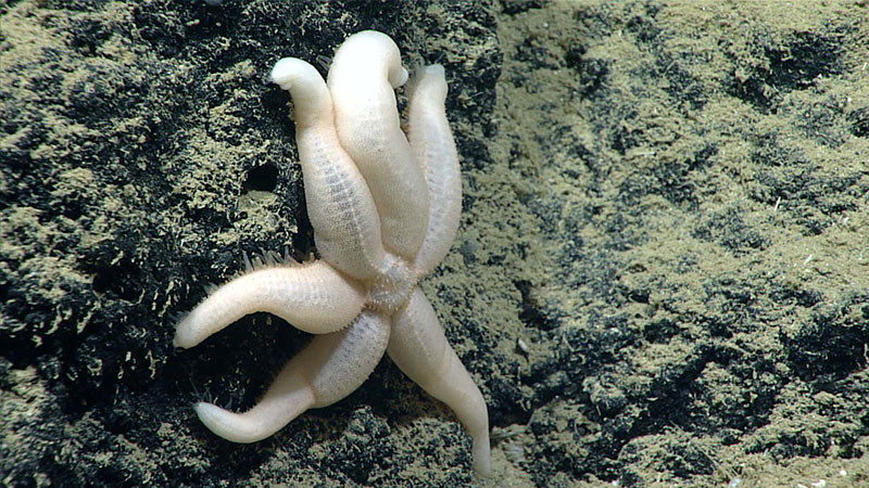 Mysterious six-rayed starfish seen during Dive 11 of the Océano Profoundo 2018 expedition.