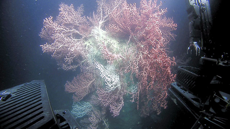 A wall of deep-sea corals, mostly bubblegum coral (<em>Paragorgia</em> sp.), seen towards the end of Dive 18 at Baltimore Canyon during Windows to the Deep 2019.
