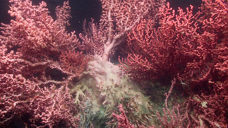 A closer view of the wall of deep-sea corals, mostly bubblegum coral (Paragorgia sp.), seen towards the end of Dive 18 at Baltimore Canyon during Windows to the Deep 2019.
