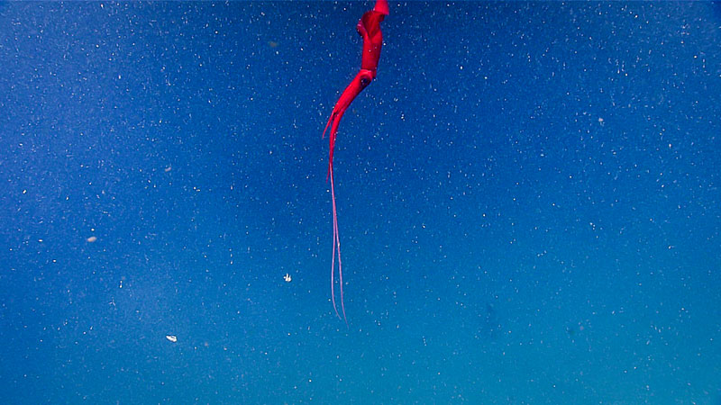 Red, white, and blue: A squid (<em>Magnoteuthis magna</em>), common below 1,000 meters (3,280 feet) along the Northeastern coast of the United States, drifts along in the water column.