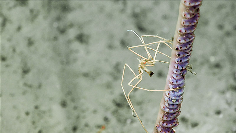 This image of a sea pen and pycnogonid sea spider was taken during Dive 17 of Windows to the Deep 2019. The sea spider’s proboscis is retracted, indicating that it was not currently feeding on the sea pen.
