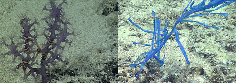 The similarity between plastic and animals is highlighted in these two images of a (left) <em>Victogorgia alba</em>, a deep-sea gorgonian coral and (right) a shredded plastic bag seen on Dive 10 at Richardson “Jellyfish” in the Stetson Miami Terrace HAPC during the Windows to the Deep 2019 expedition.
