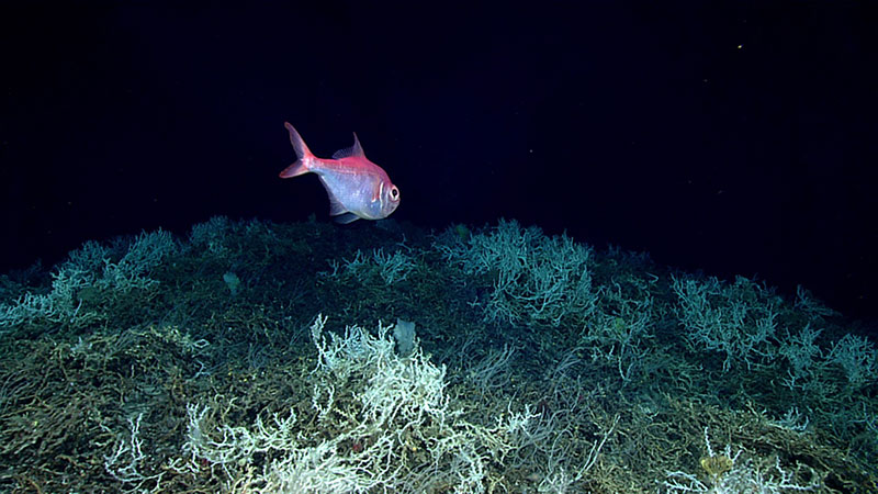 Alfonsino fish (commercially important species) swimming over a field of Lophelia pertusa.