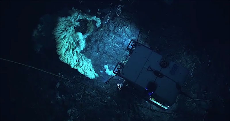 This sponge is the largest sponge documented to date, close to 3.7 meters (12 feet long) and 2.1 meters (7 feet) wide, comparable in size to a minivan. It was documented during the 2015 Hohonu Moana: Exploring Deepwaters off Hawaiʻi expedition aboard NOAA Ship <em>Okeanos Explorer</em> while exploring deepwater habitats in the Papahānaumokuākea Marine National Monument using remotely operated vehicles at depths ranging between 700-4,875 meters (2,300–16,000 feet).