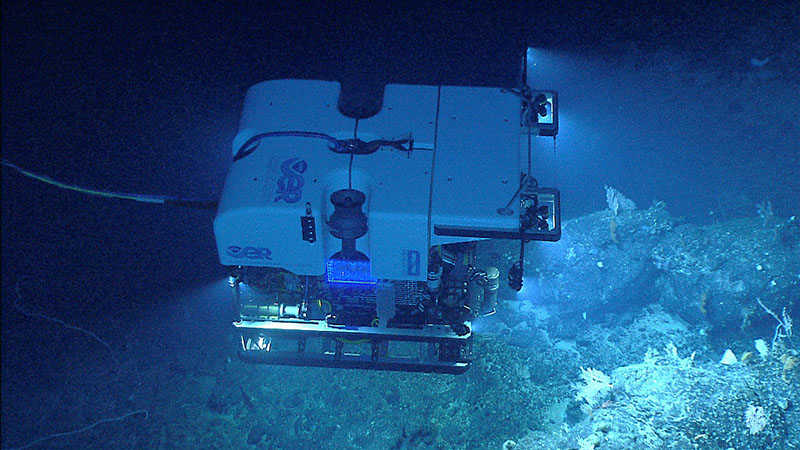 Remotely operated vehicle Deep Discoverer seen imaging a diverse deep-sea coral habitat on Retriever Seamount, explored during the Our Deepwater Backyard: Exploring Atlantic Canyons and Seamounts 2014. Retriever Seamount is one of the seamounts that will be targeted for exploration during the 2021 North Atlantic Stepping Stones expedition.