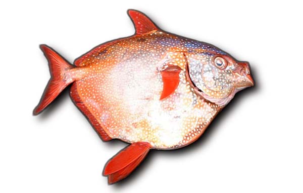 Moonfish