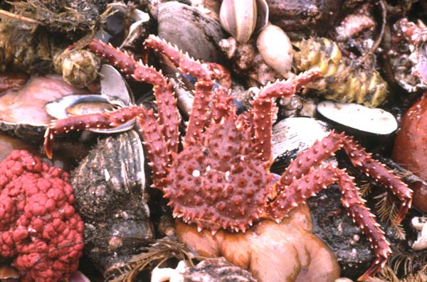 Benthos Images